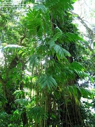 Areca Palm Advies van De Planten Moeder