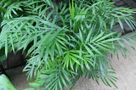 Verzorgingstips voor je Kamerpalm (Chamaedorea Elegans)