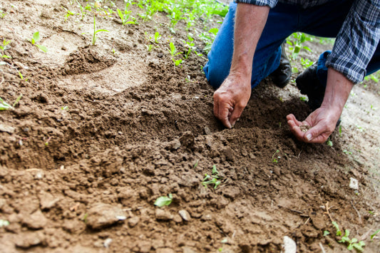 Waarom Universele Potgrond een Onmisbare Basis is voor Jouw Planten