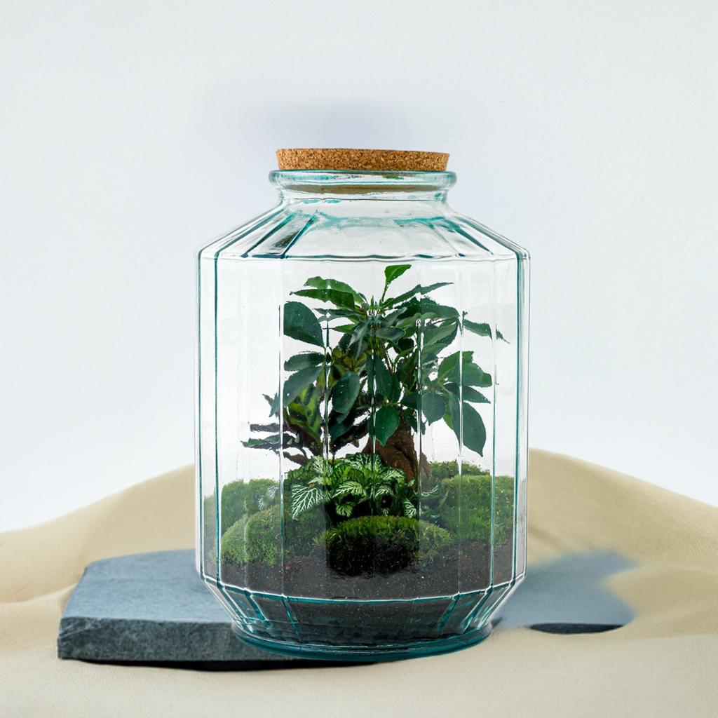 DIY terrarium - Botanical garden XL - ↕ 35 cm - Normal