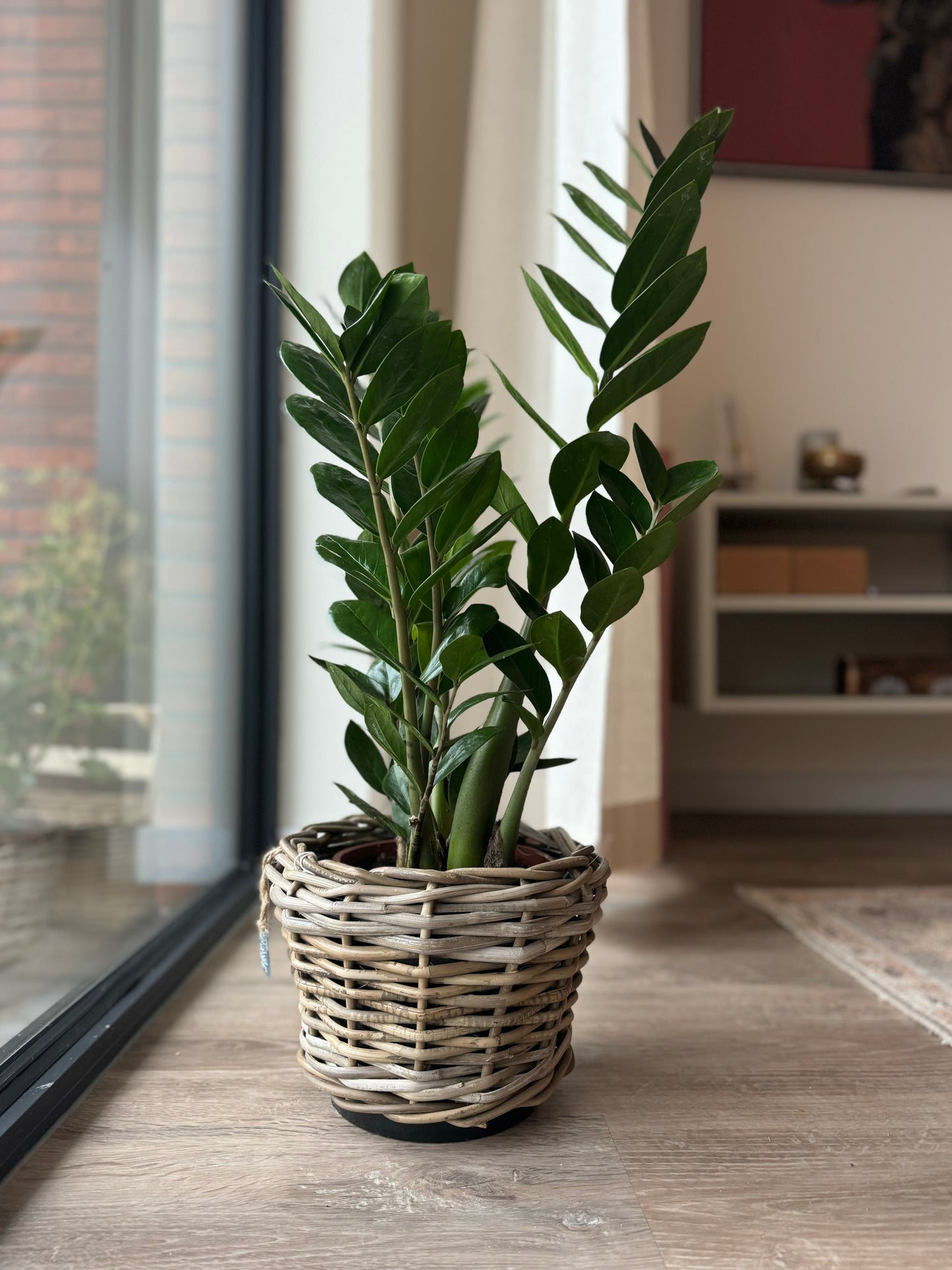 Zamioculcas- Zamioculcas zamiifolia - 75 cm - Ø17cm