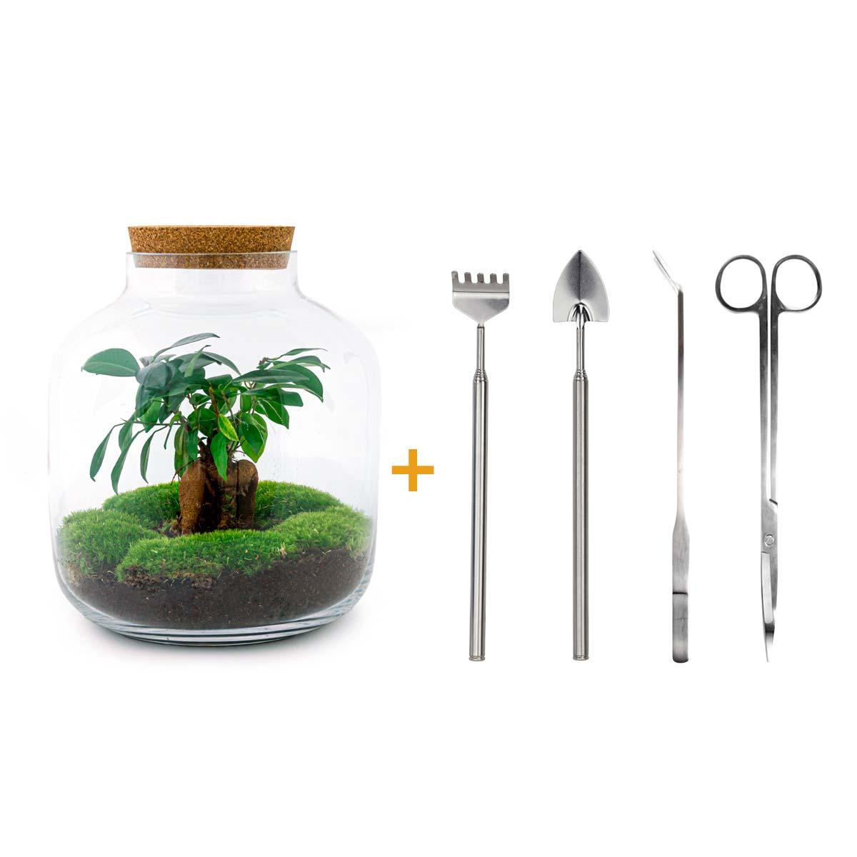 DIY terrarium - Billie Bonsai - ↕ 29 cm - Rake + Shovel + Tweezer + Scissors