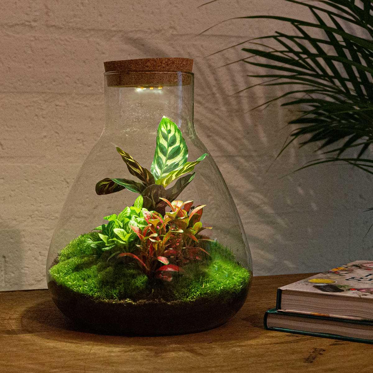 DIY-Terrarium - Sam Calathea mit Licht - ↕ 30 cm - Rechen + Schaufel + Pinzette + Schere