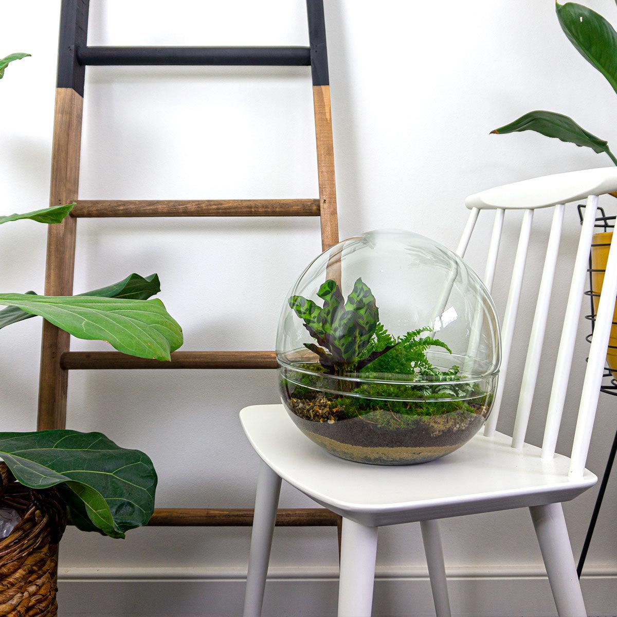 DIY terrarium - Dome XL - ↕ 30 cm - Rake + Shovel + Tweezer