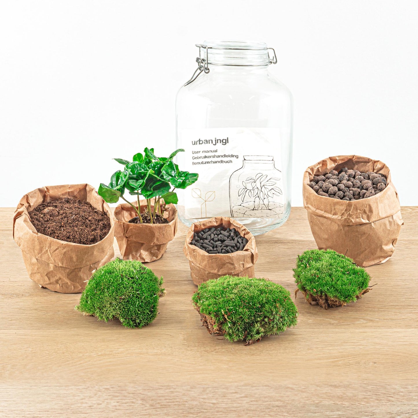 DIY-Terrarium - Glas - Coffea Arabica - ↕ 28 cm - Rechen + Schaufel + Pinzette + Schere