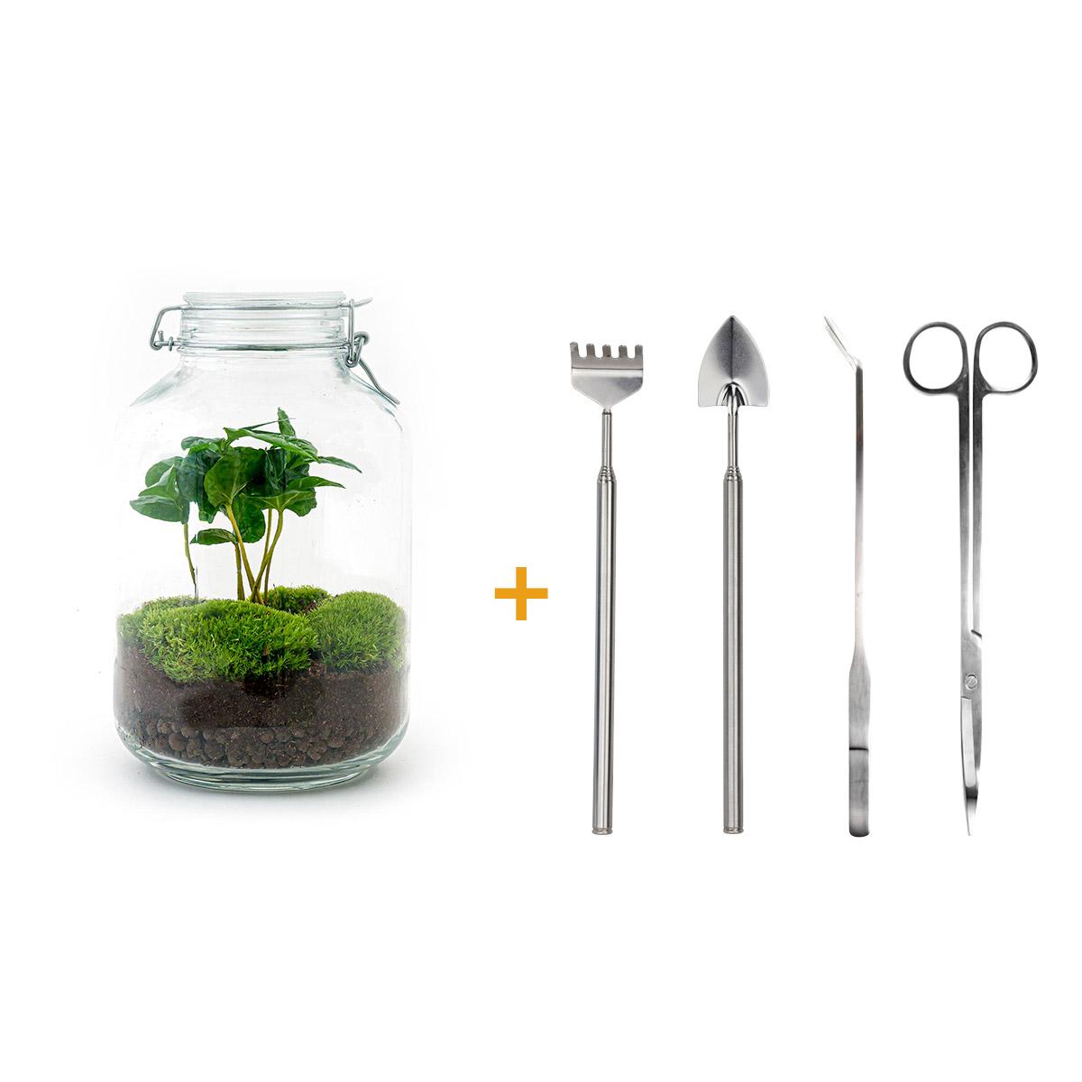 DIY-Terrarium - Glas - Coffea Arabica - ↕ 28 cm - Rechen + Schaufel + Pinzette + Schere