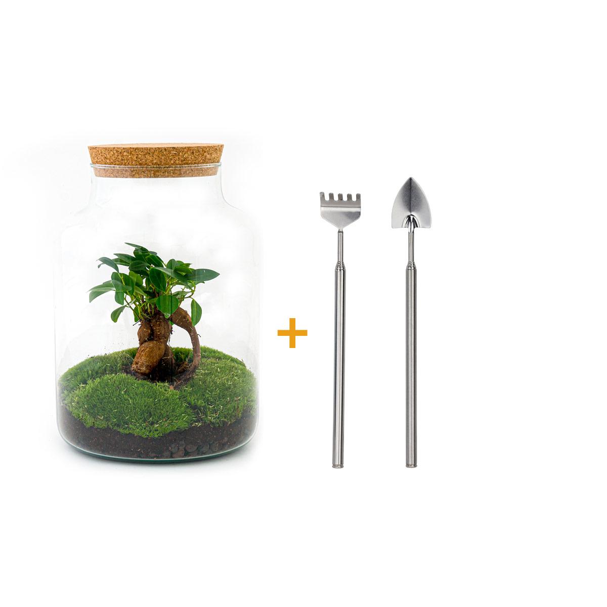 DIY terrarium - Milky met bonsai - ↕ 30 cm - Rake + Shovel