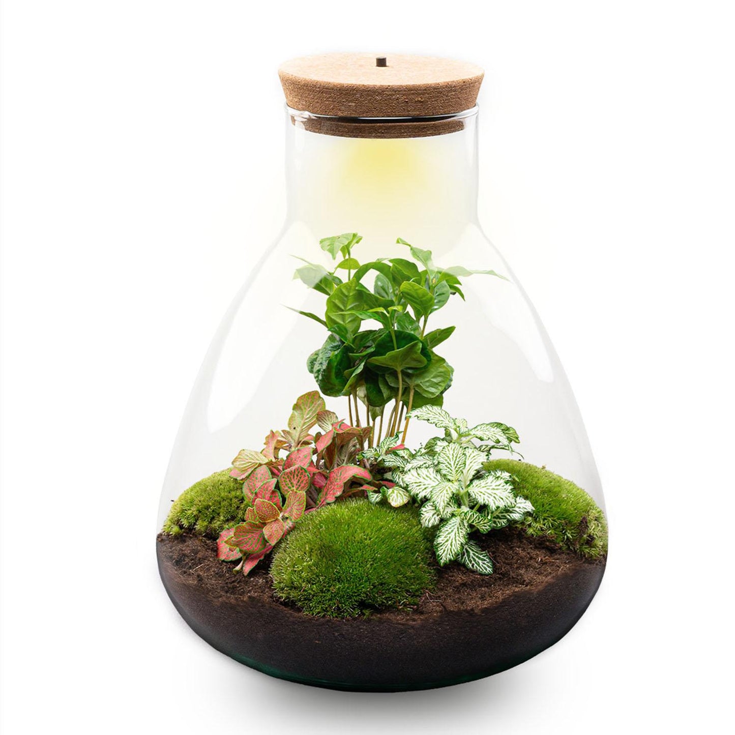DIY terrarium - Sam Coffea met lamp - ↕ 30 cm - Normal