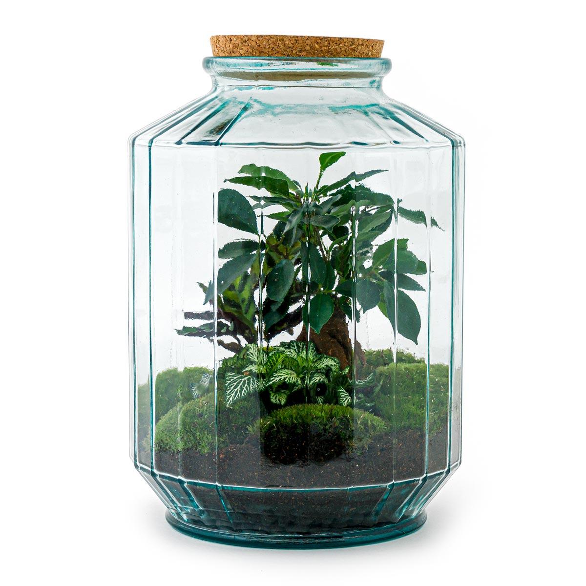 DIY terrarium - Botanical garden XL - ↕ 35 cm - Normal