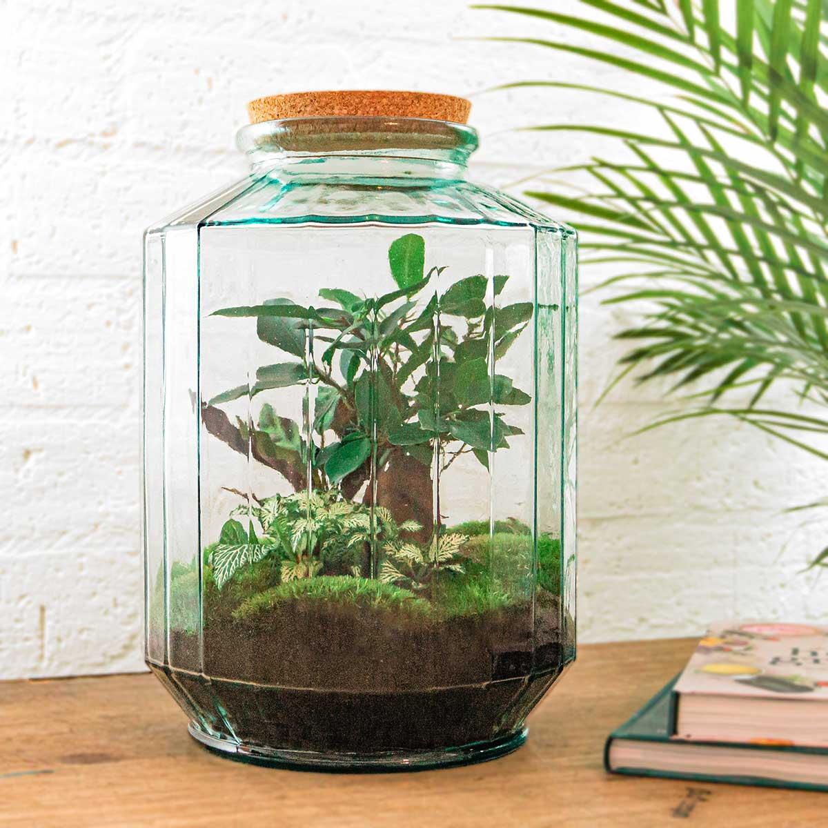DIY terrarium - Botanical garden XL - ↕ 35 cm - Normal