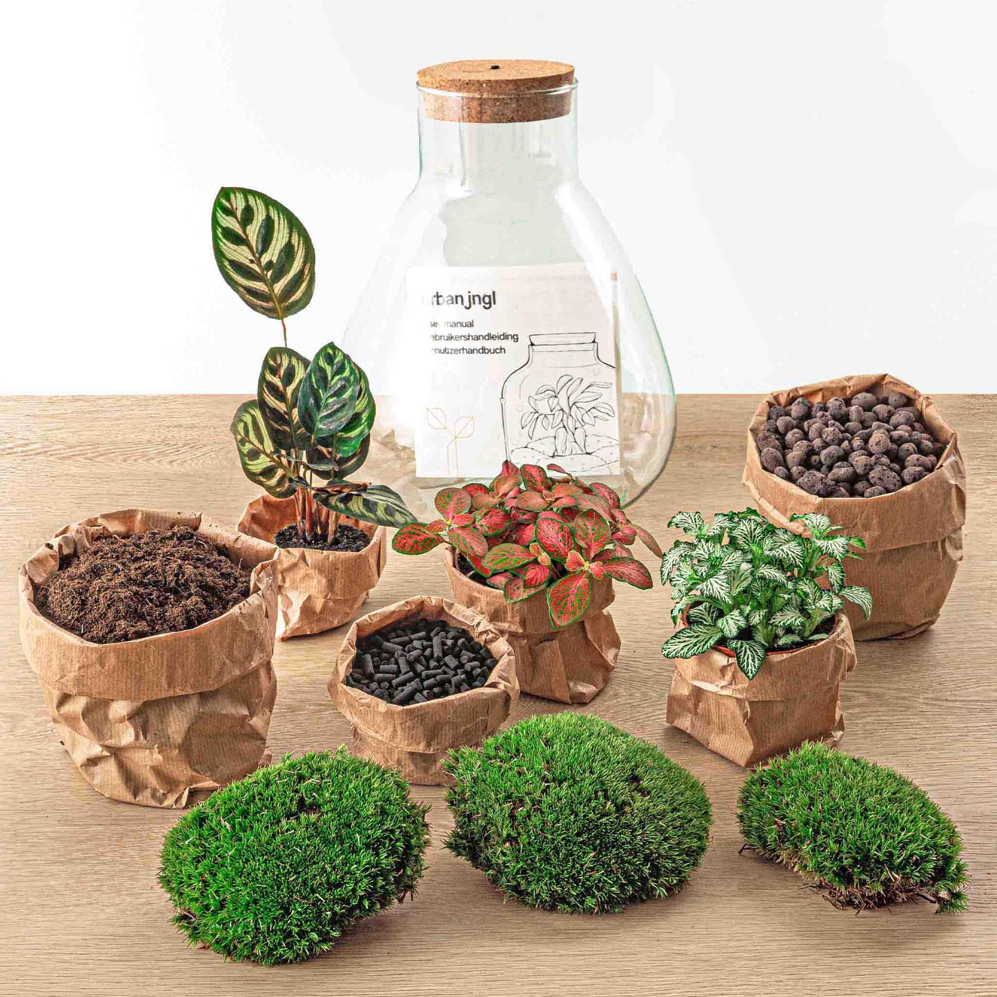 DIY-Terrarium - Sam Calathea mit Licht - ↕ 30 cm - Rechen + Schaufel + Pinzette + Schere