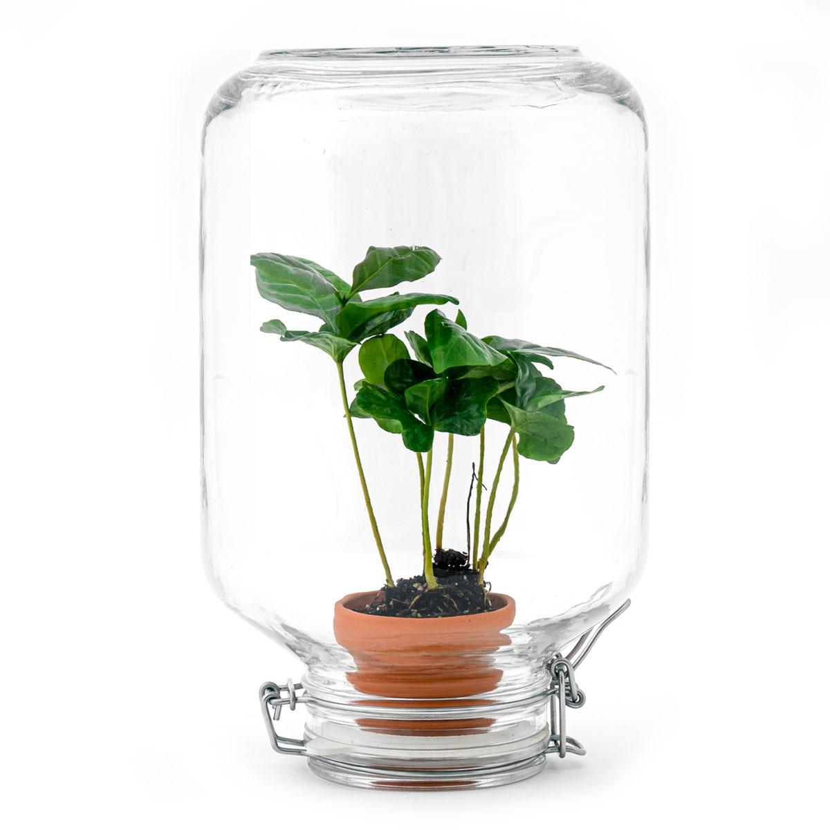 Easyplant - Coffea Arabica - Mini-ecosysteem