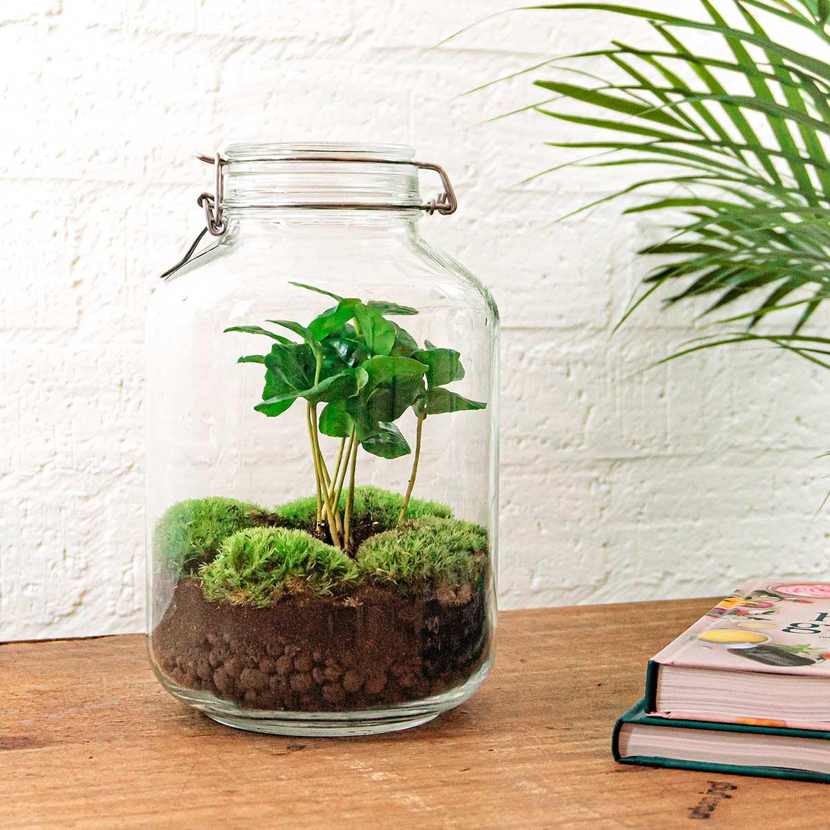 DIY-Terrarium - Glas - Coffea Arabica - ↕ 28 cm - Rechen + Schaufel + Pinzette + Schere