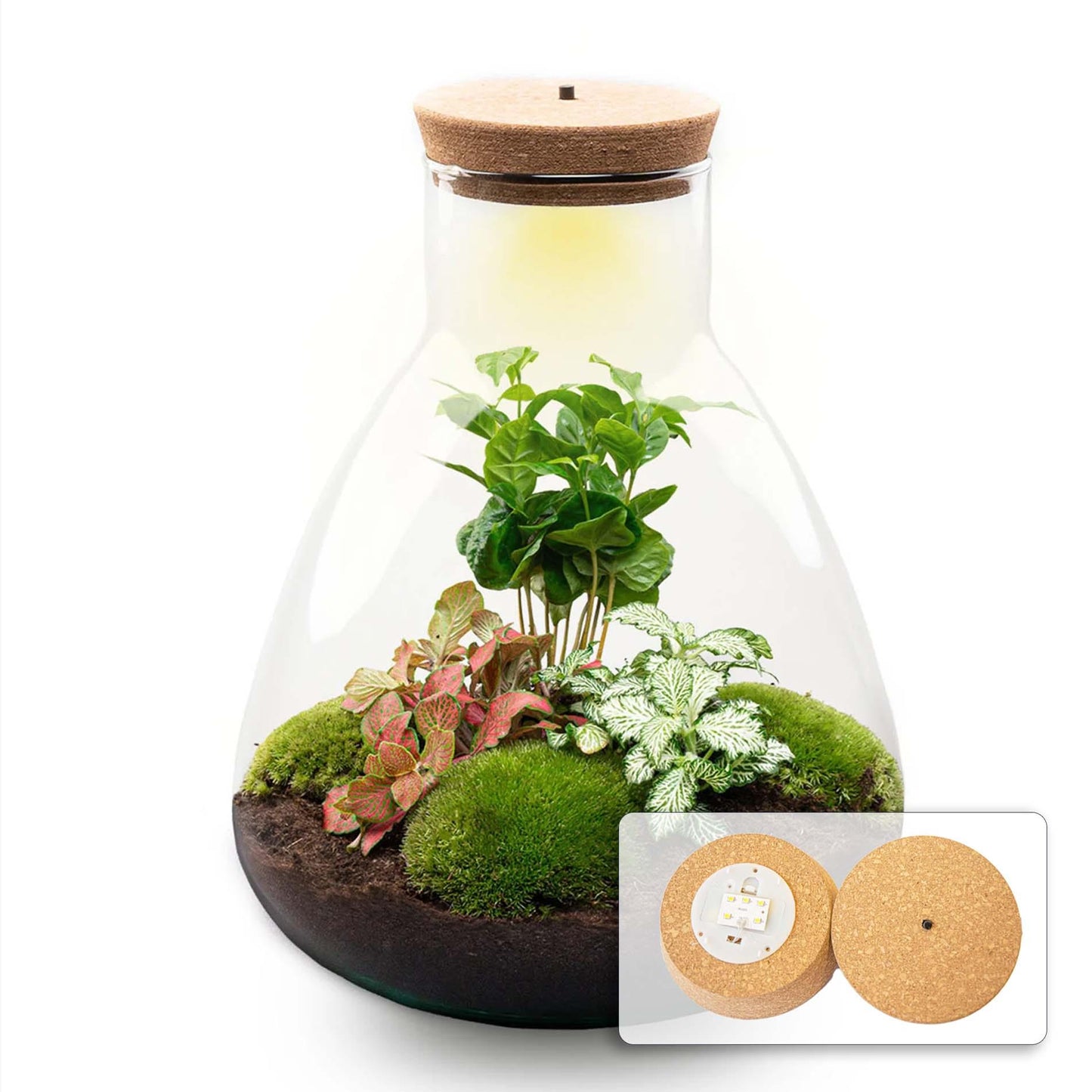 DIY terrarium - Sam Coffea met lamp - ↕ 30 cm - Normal