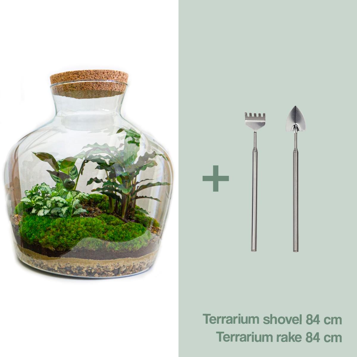 DIY terrarium - Fat Joe - ↕ 30 cm - Rake + Shovel