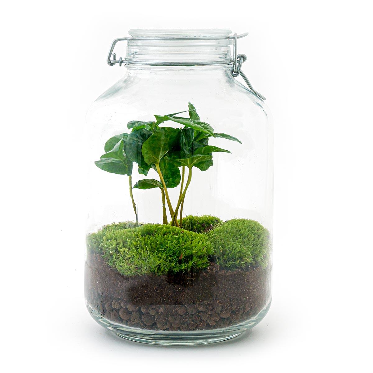 DIY-Terrarium - Glas - Coffea Arabica - ↕ 28 cm - Rechen + Schaufel + Pinzette + Schere