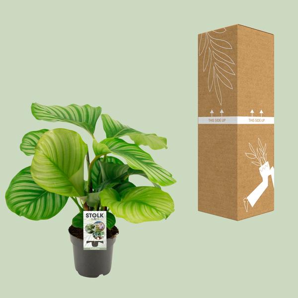Calathea Orbifolia - Ø50cm - ↕14cm