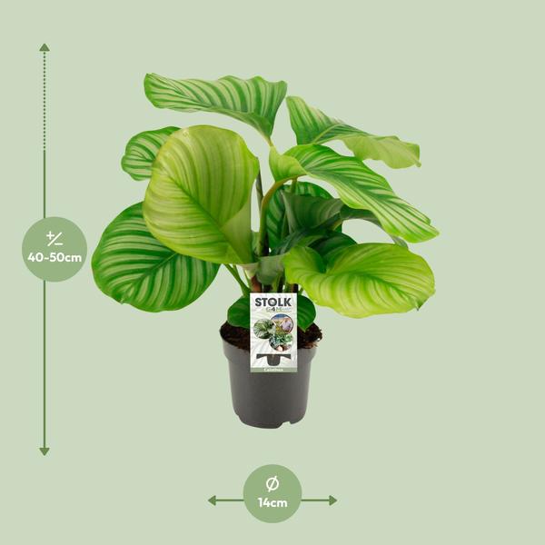 Calathea Orbifolia - Ø50cm - ↕14cm
