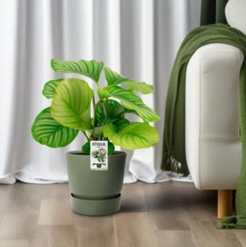 Calathea Orbifolia - Ø50cm - ↕14cm