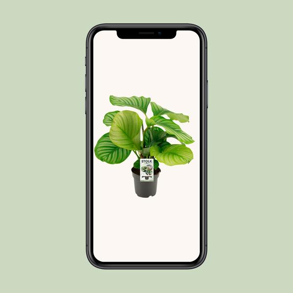Calathea Orbifolia - Ø50cm - ↕14cm