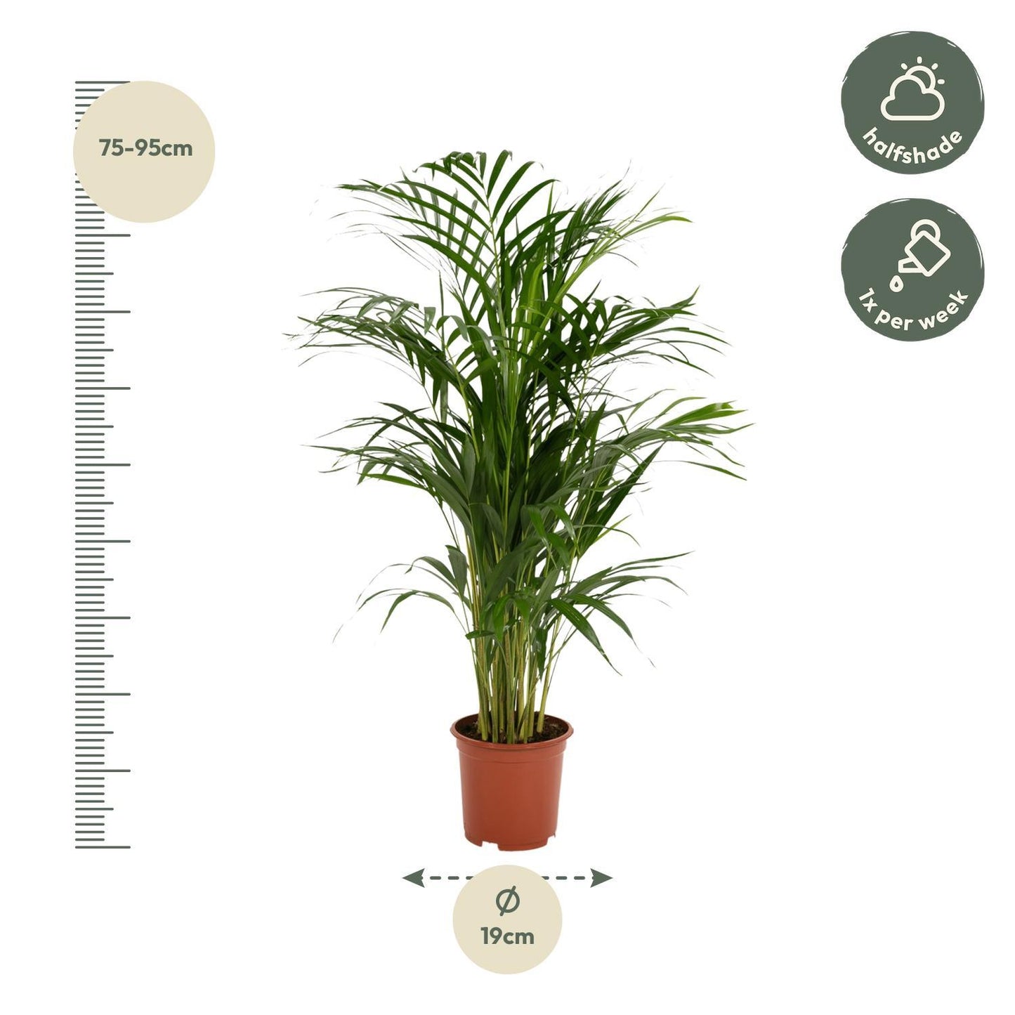 Golden Palm - Areca Palm (Dypsis Lutescens) - Ø19cm - ↕85cm