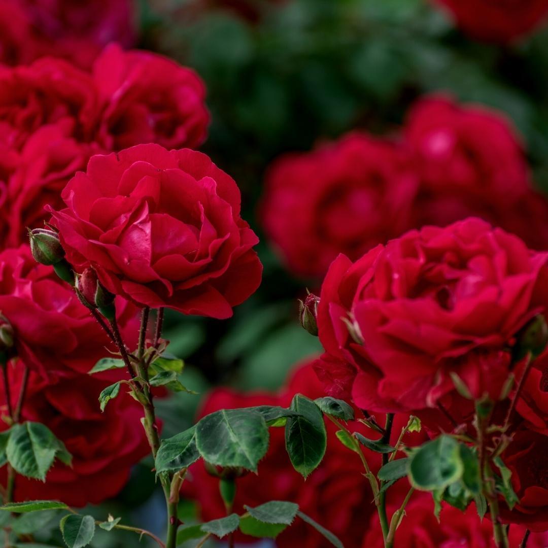 Rosenerde 40 Liter - Blumenerde geeignet für Rosen - Culvita