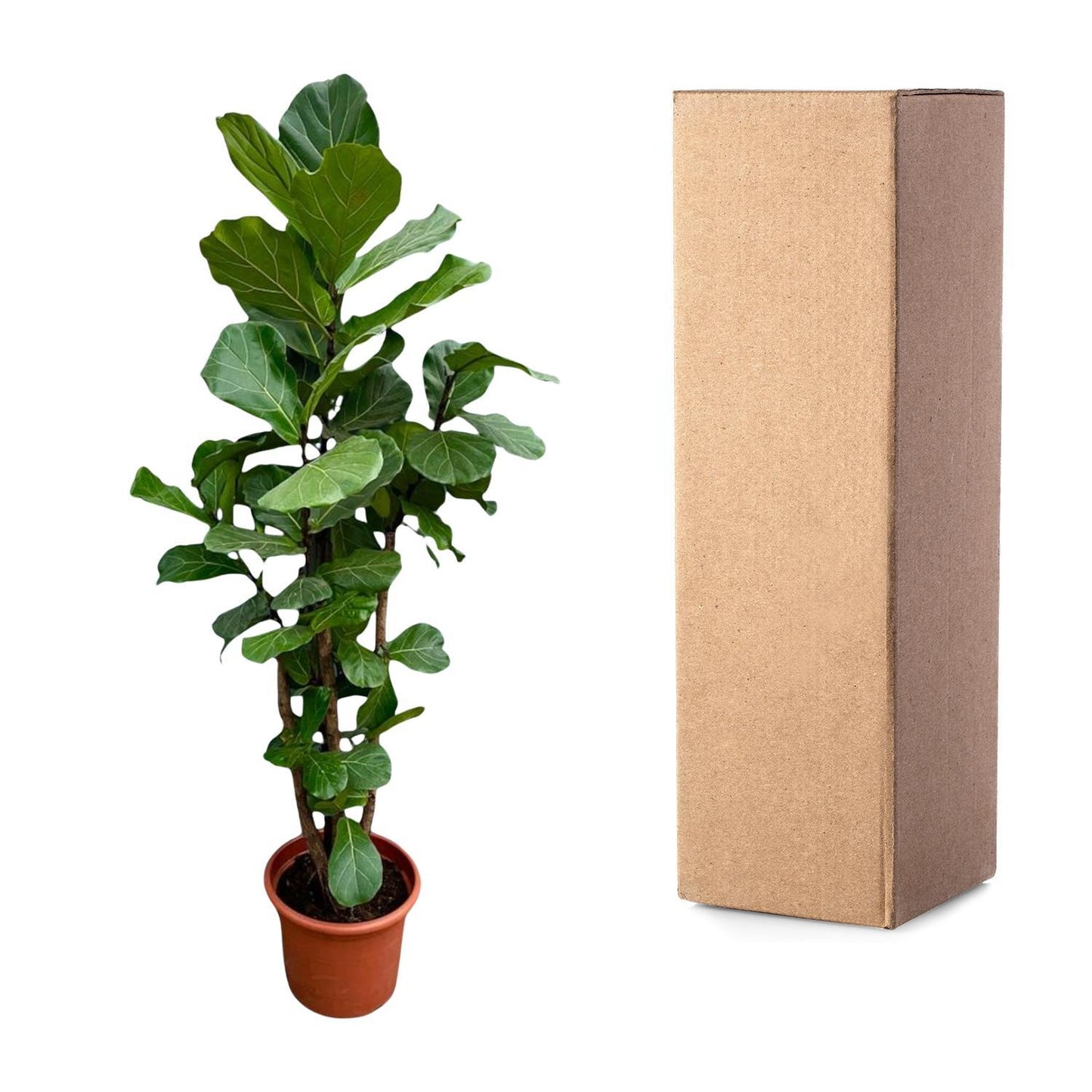 Ficus Lyrata verzweigt XXL - 230cm - ø40