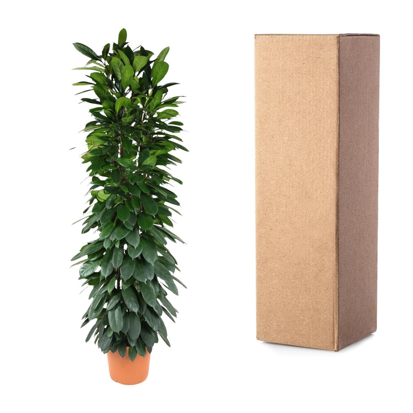 Ficus Cyatistipula zuil - 200 cm - ø35
