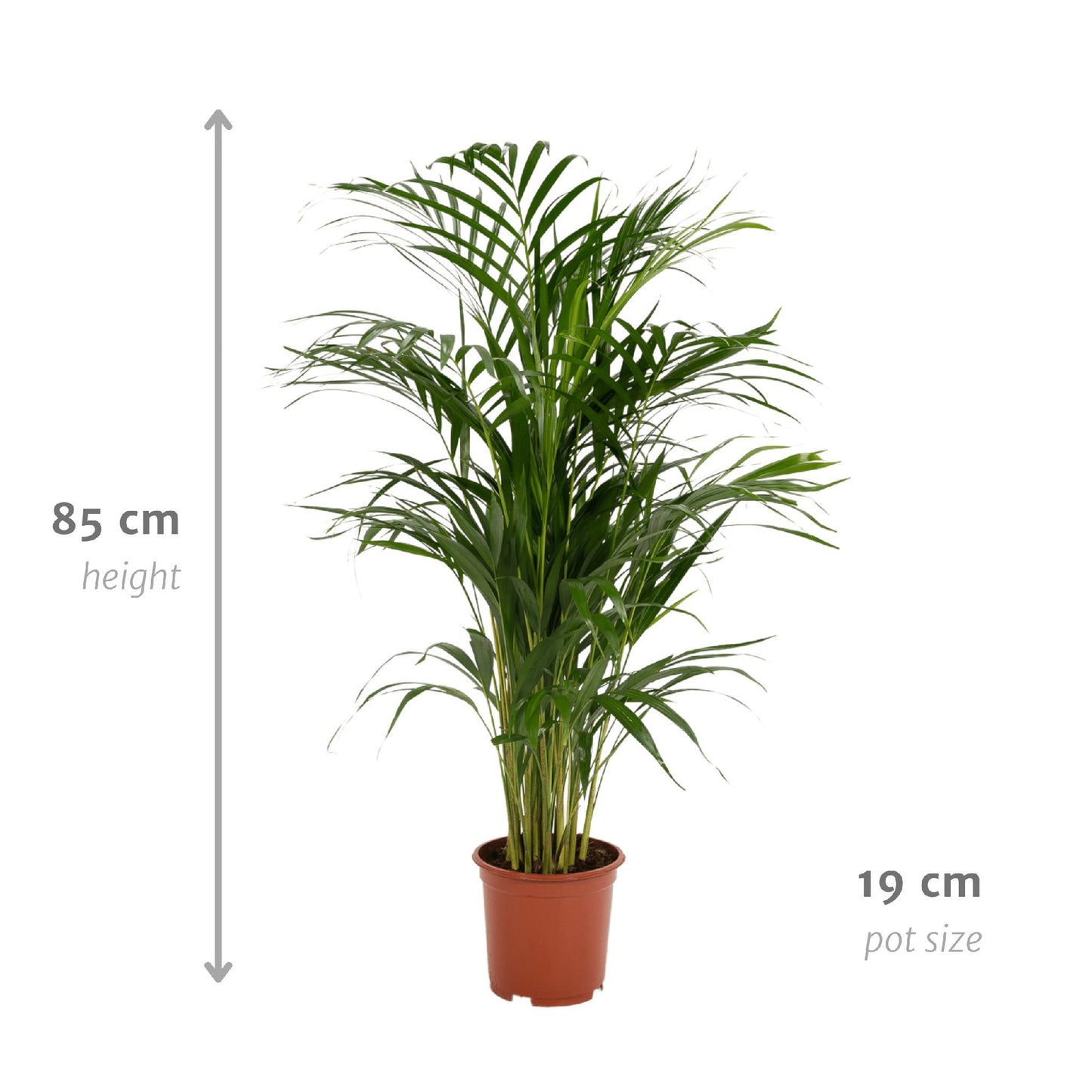 Golden Palm - Areca Palm (Dypsis Lutescens) - Ø19cm - ↕85cm
