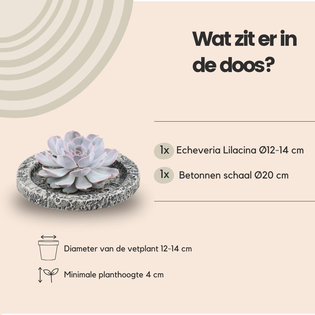Wurzellose Sukkulente Echeveria Lilacina in Schale 'Concrete' Ø20 cm - ↕5 cm