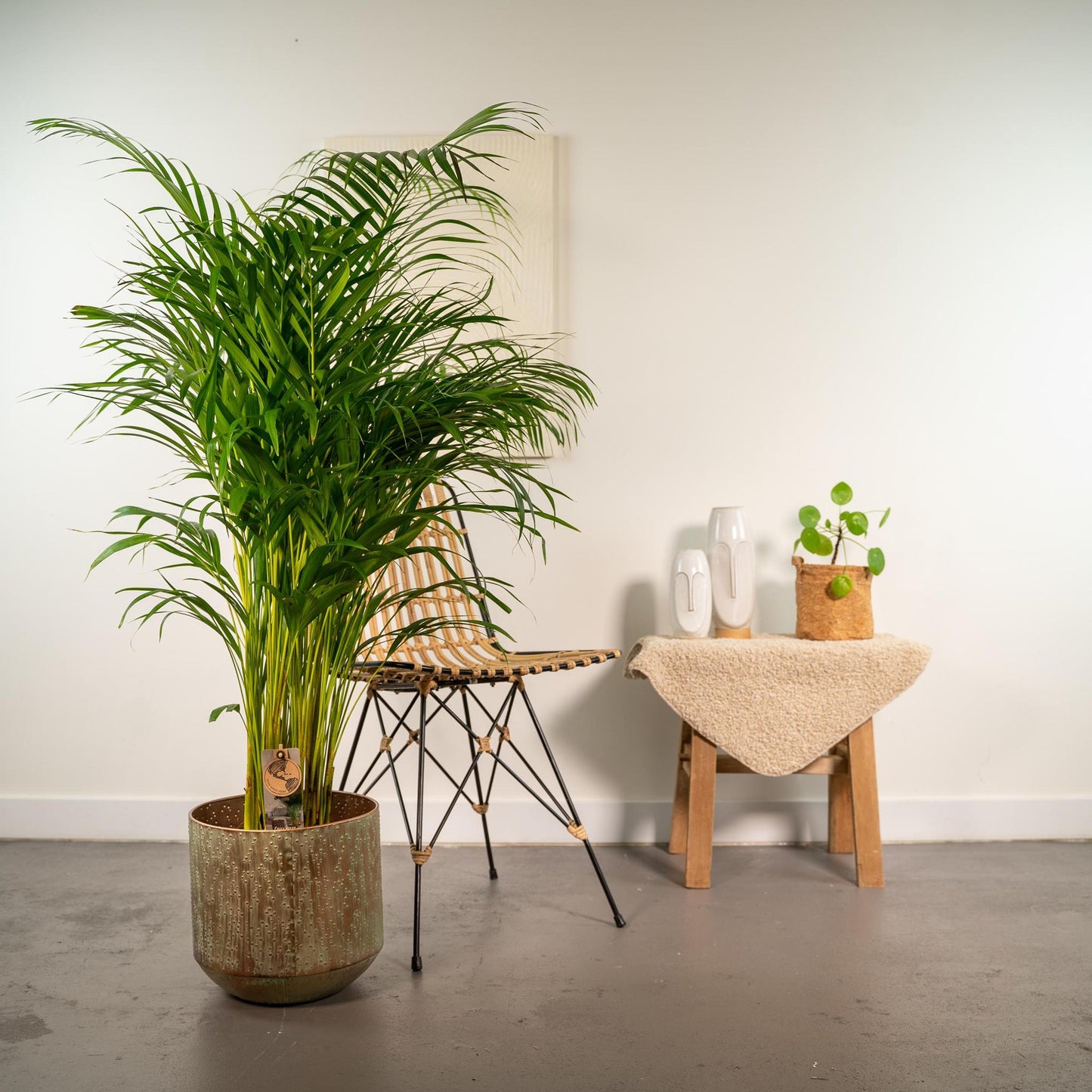 Areca palm with pot - ↨130cm - Ø24cm