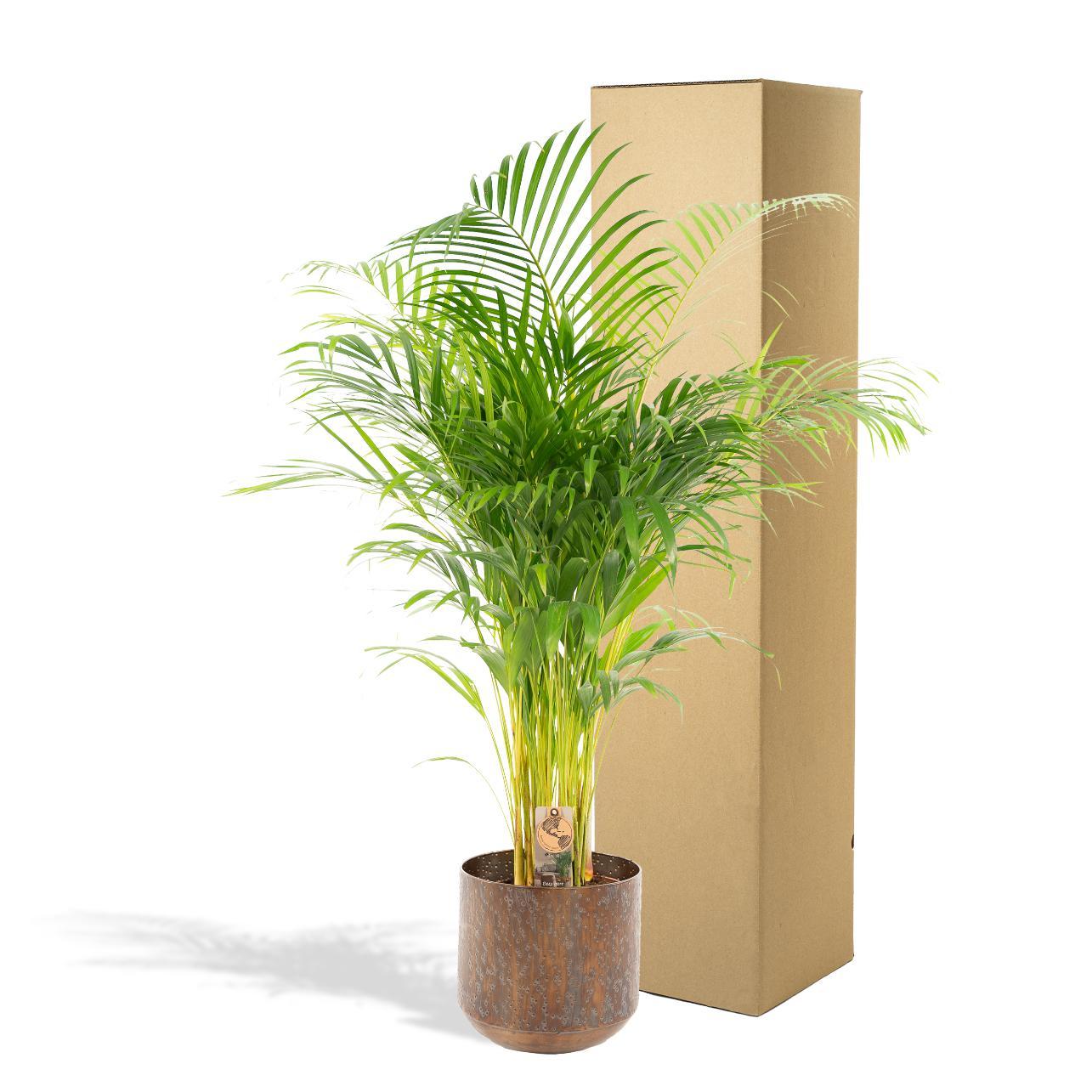 Areca-Palme mit Topf – ↨110 cm – Ø21 cm