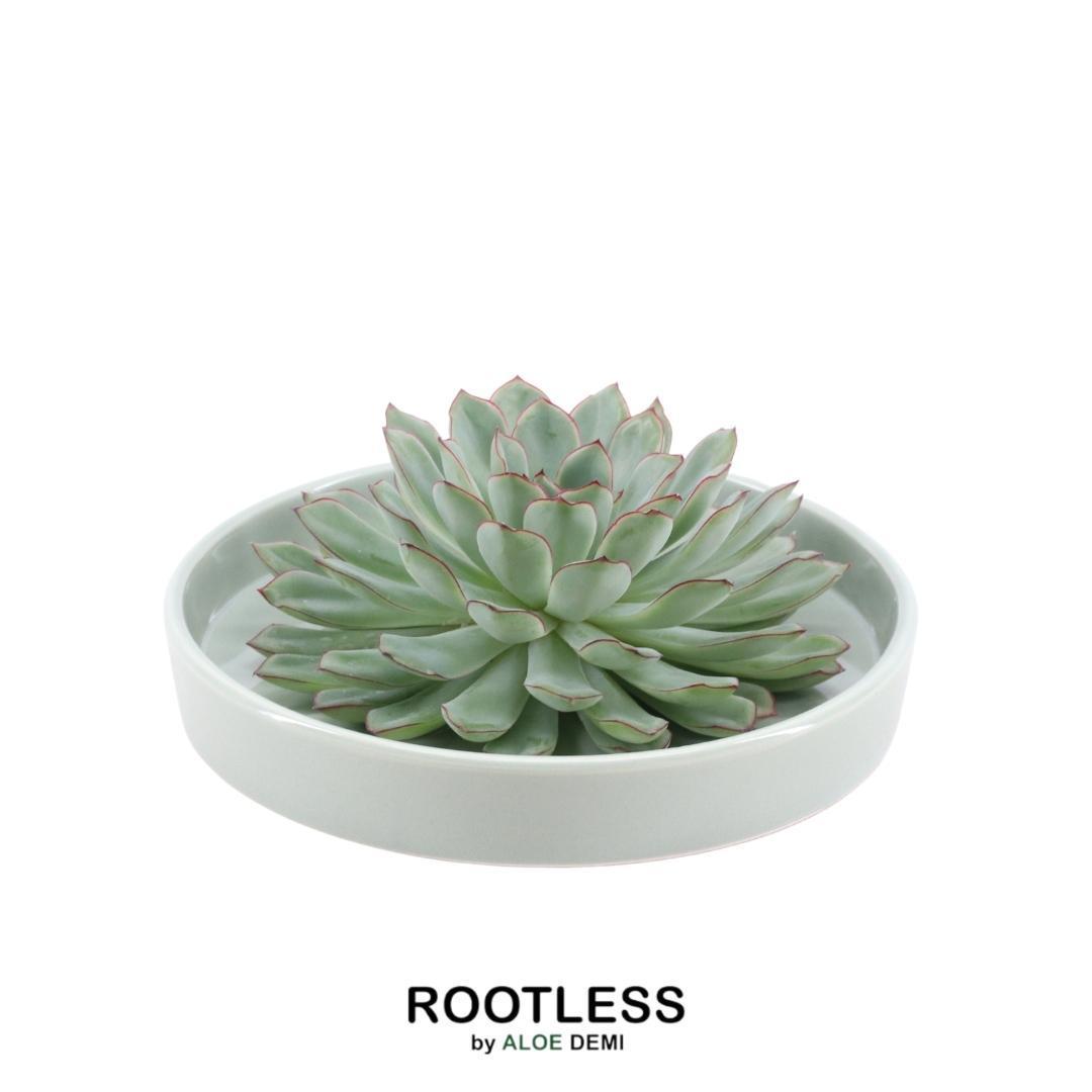 Wurzellose Sukkulente Echeveria Pulidonis in Schale 'grün' Ø20 cm - ↕5 cm