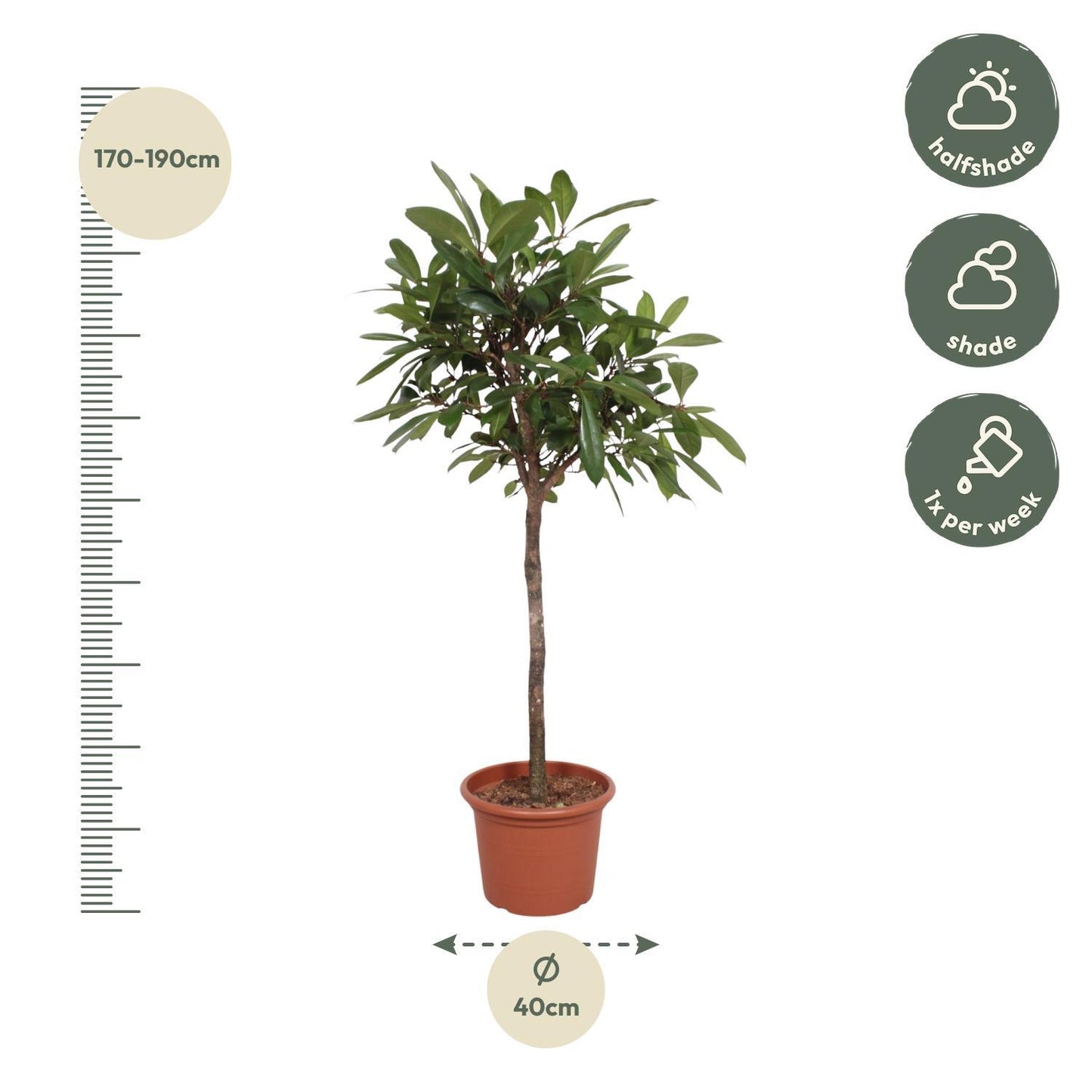 Ficus Cyathistipula-Baum – 180 cm – ø40