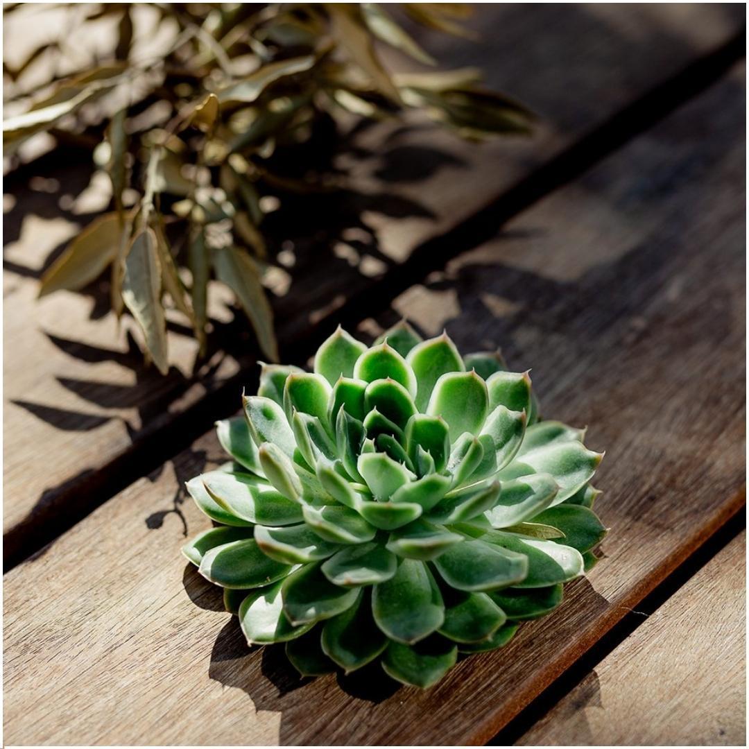 Wurzellose Sukkulente Echeveria Pulidonis Ø12-14 cm - ↕5 cm