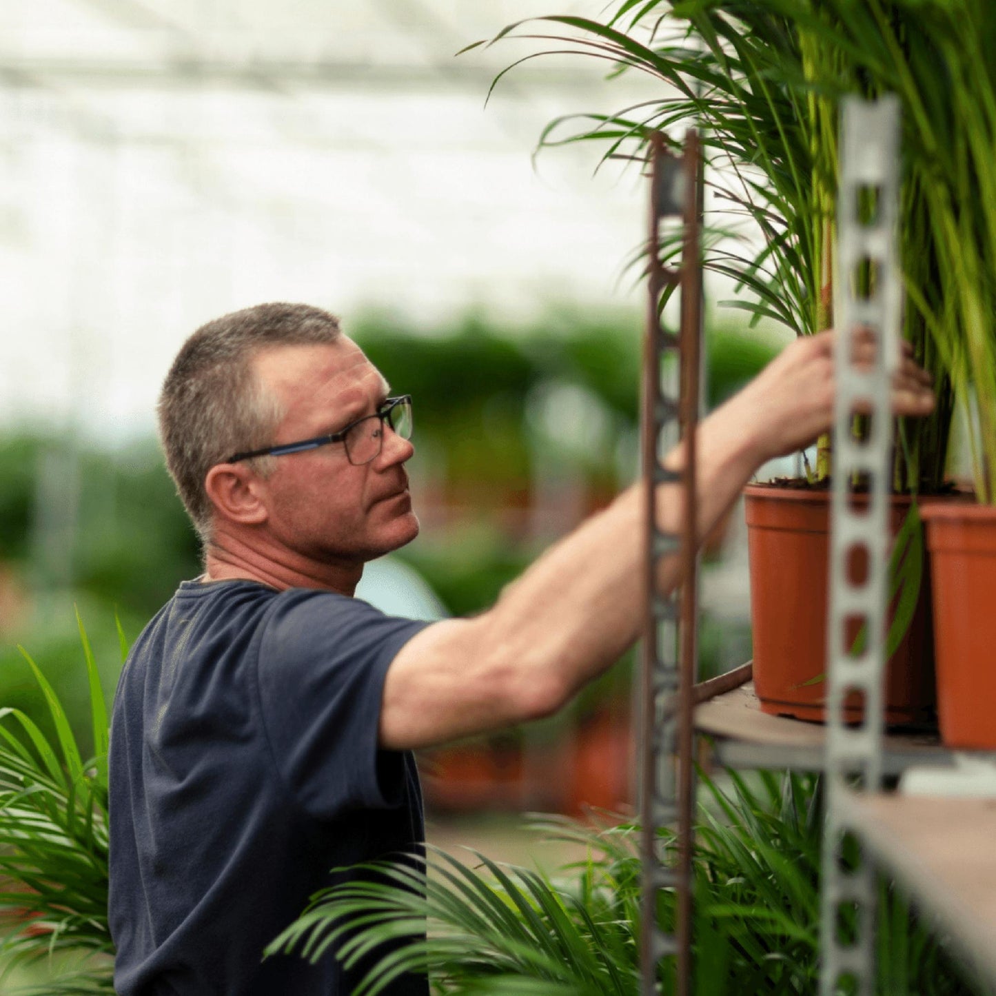 Golden Palm - Areca Palm (Dypsis Lutescens) - Ø19cm - ↕85cm