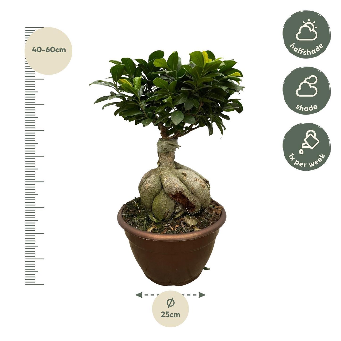Urban Bonsai - Ficus Microcarpa Ginseng - 50 cm - Ø25cm