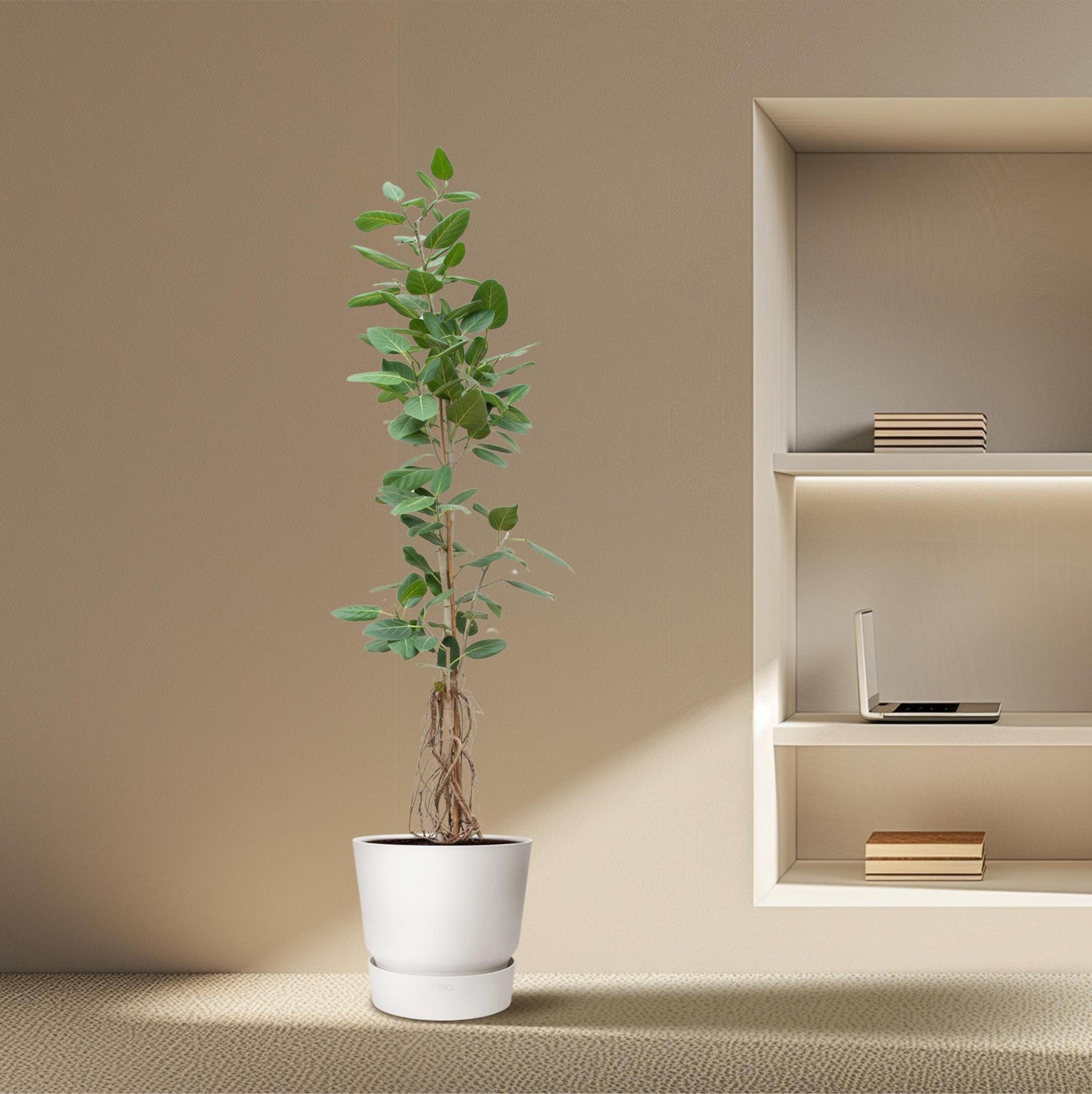 Ficus Benghalensis Audrey auf Stamm mit hängenden Wurzeln – 220 cm – ø45