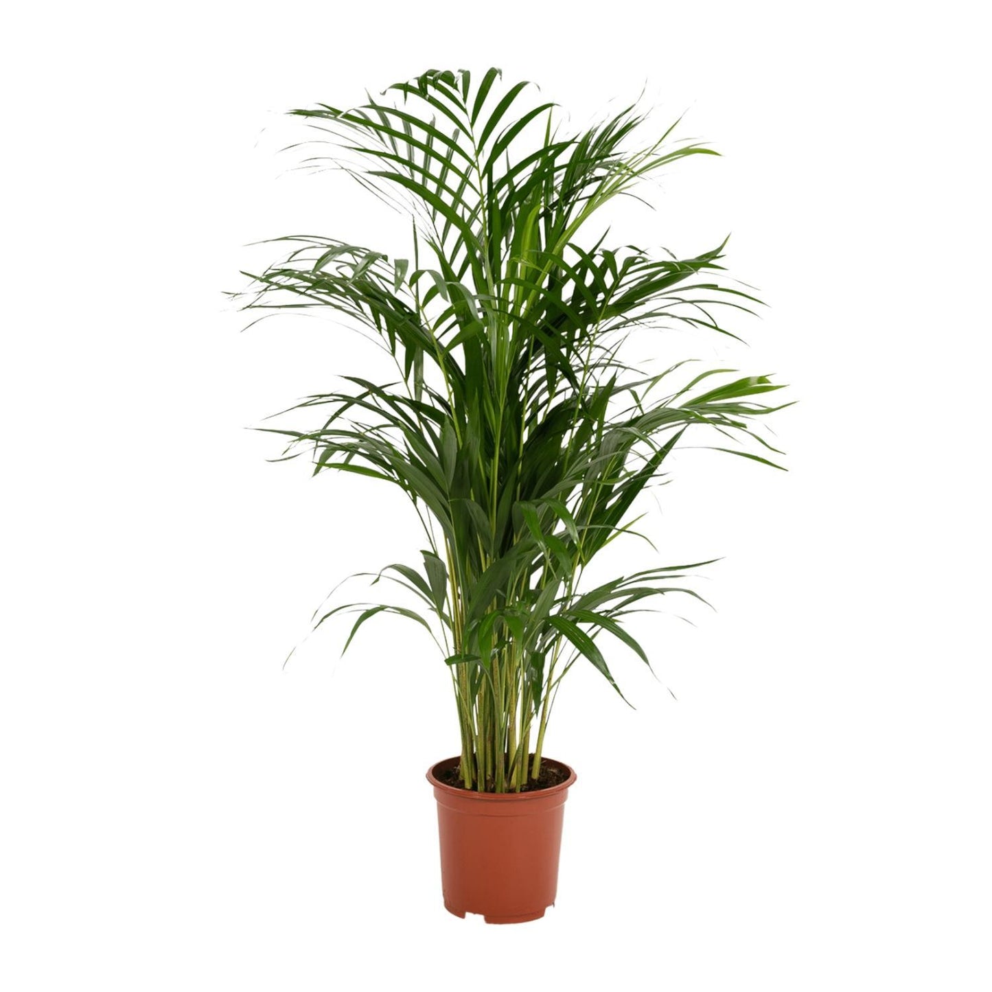 Golden Palm - Areca Palm (Dypsis Lutescens) - Ø19cm - ↕85cm
