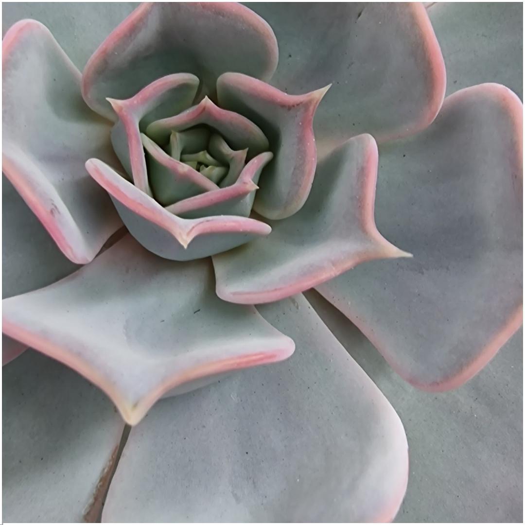 Wurzellose Sukkulente Echeveria Lilacina auf Wanddeko Standard schwarz Ø20 cm - ↕20 cm