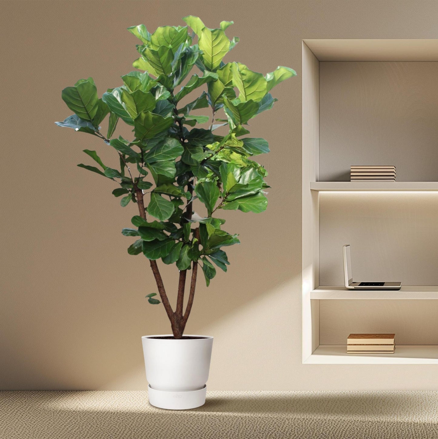 Ficus Lyrata verzweigt – 240 cm – ø50