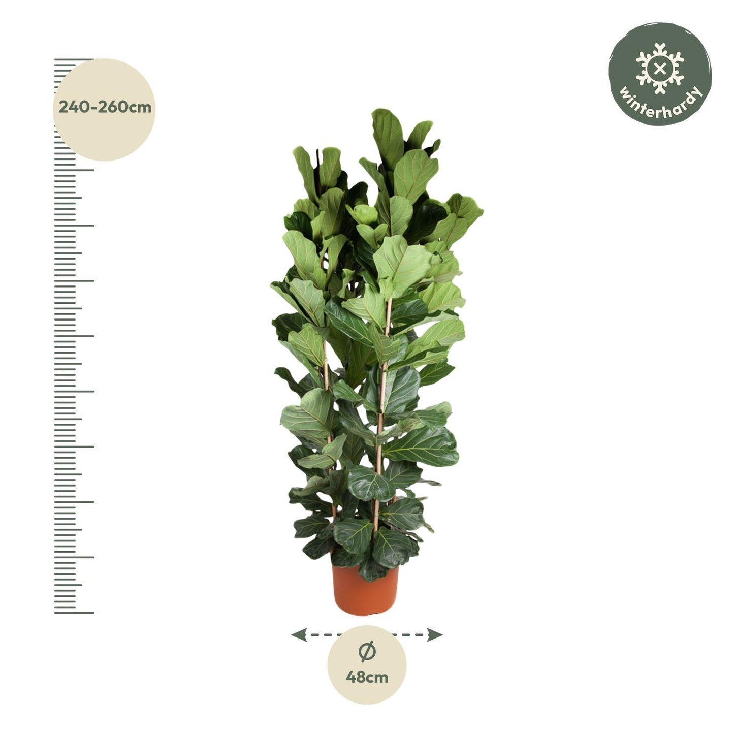 Ficus Lyrata-Strauch – 250 cm – ø48
