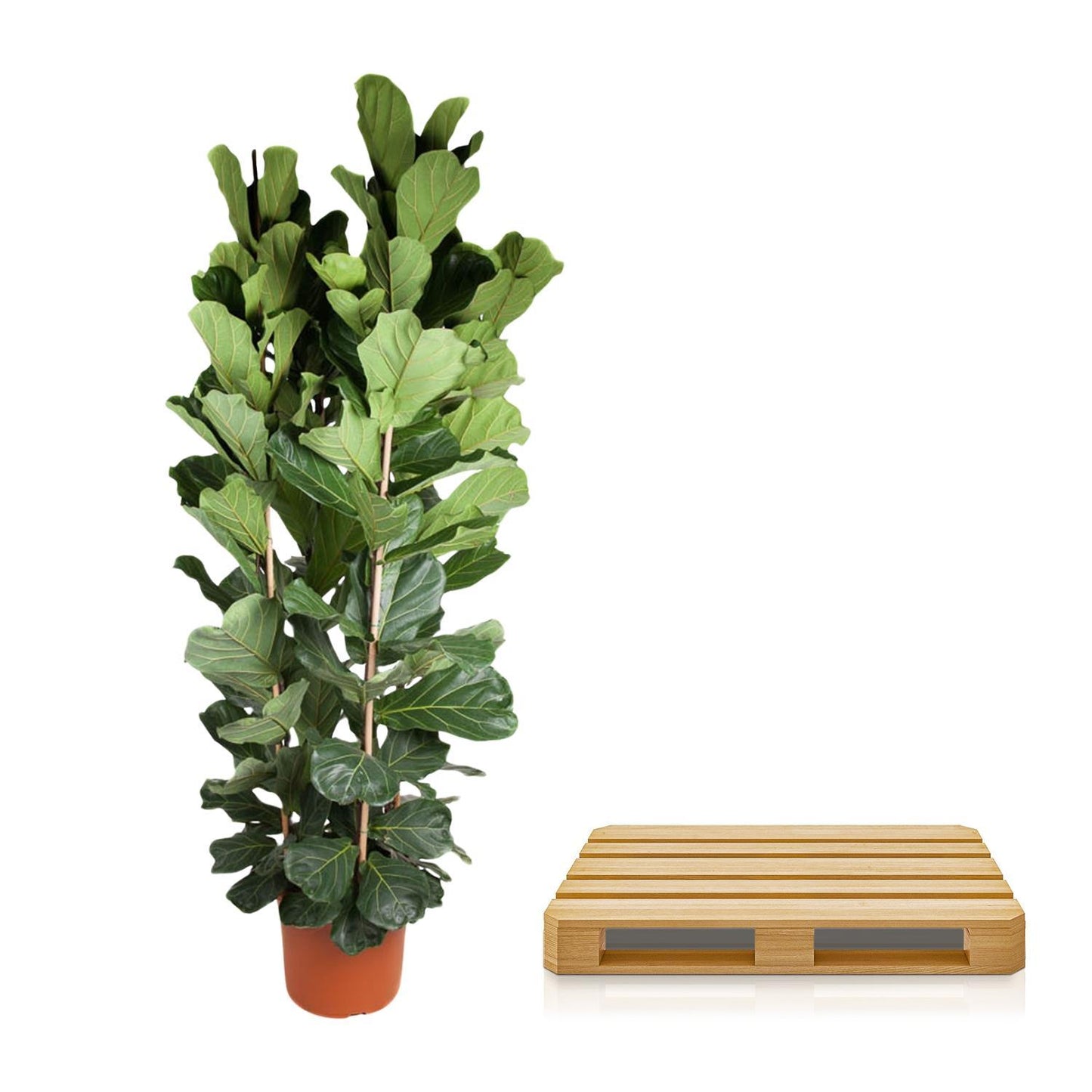 Ficus Lyrata-Strauch – 250 cm – ø48