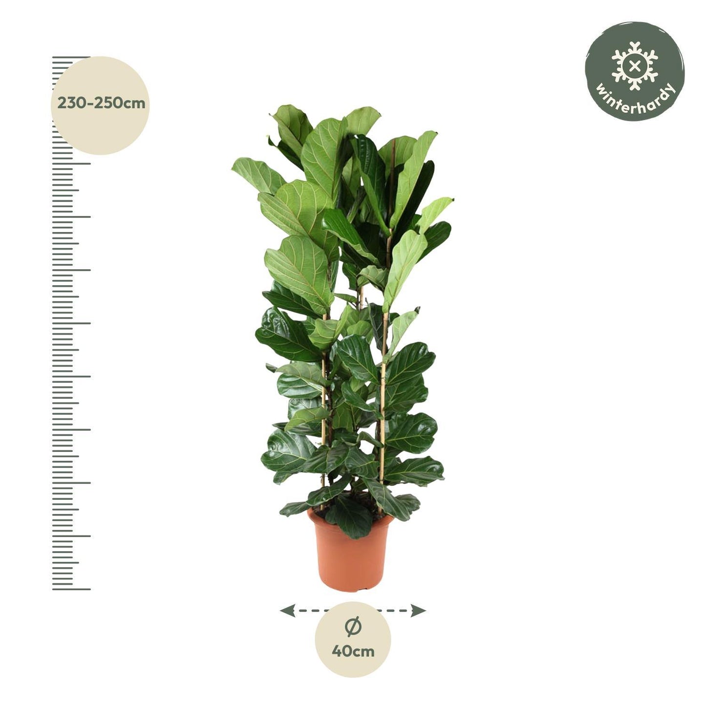 Ficus Lyrata-Strauch – 240 cm – ø40