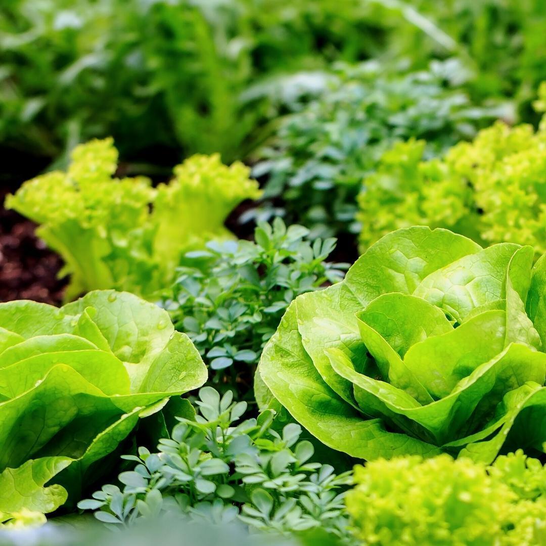 Gemüsegartenerde 40 Liter – inklusive 100 Tage Ernährung