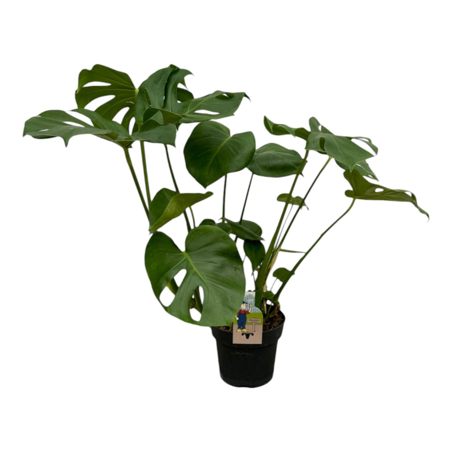 De Gatenplant - Monstera Deliciosa - 75 cm - 21cm