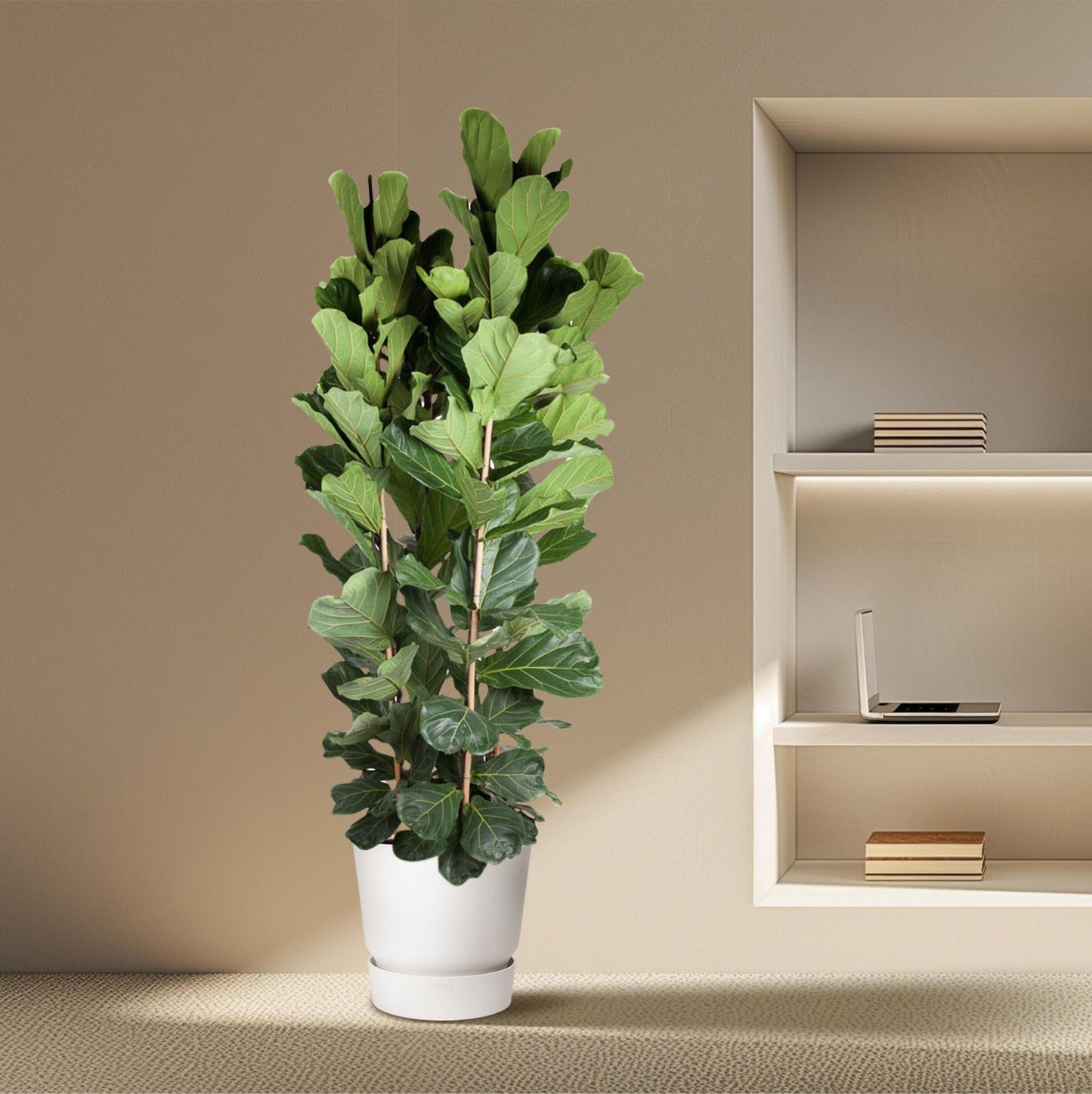 Ficus Lyrata-Strauch – 250 cm – ø48
