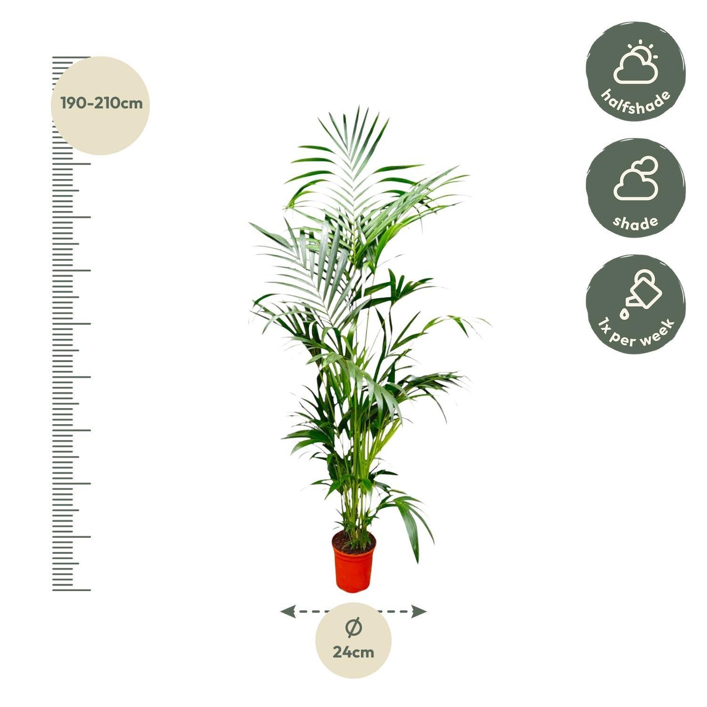 Kentia-Palme – 200 cm – ø24