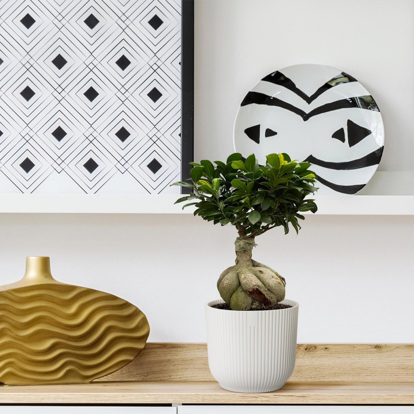 Urban Bonsai - Ficus Microcarpa Ginseng - 50 cm - Ø25cm