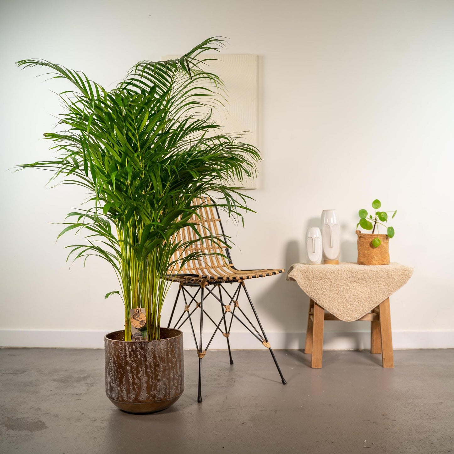 Areca-Palme mit Topf – ↨130 cm – Ø24 cm